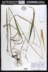 Bromus nottowayanus image