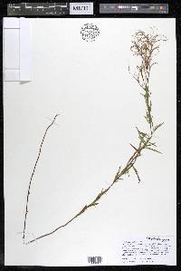 Epilobium leptophyllum image