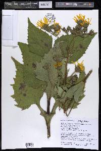 Silphium perfoliatum image