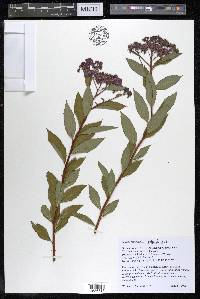 Spiraea japonica image