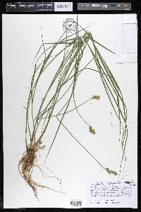 Carex alata image