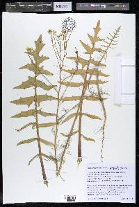 Sisymbrium altissimum image