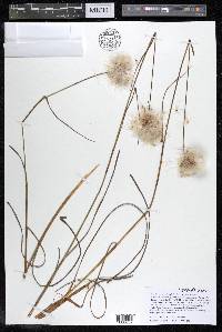 Eriophorum virginicum image