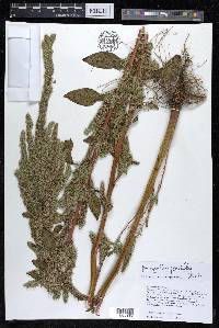 Amaranthus powellii image