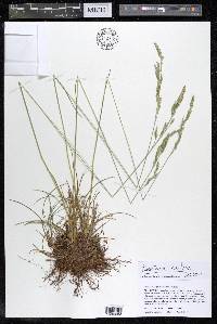 Festuca rubra image