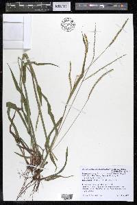 Paspalum setaceum var. muhlenbergii image