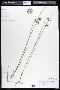 Juncus nodosus image