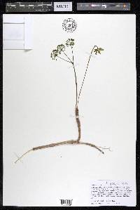 Aralia nudicaulis image