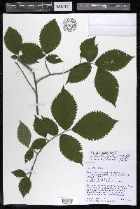 Ulmus thomasii image