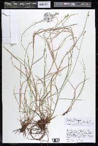 Carex longii image