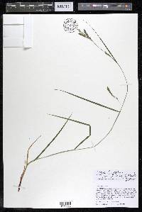 Carex debilis var. debilis image