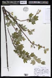 Ribes hirtellum image