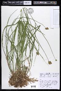 Carex cristatella image