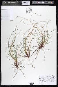 Carex albicans var. emmonsii image
