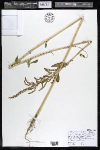 Amaranthus tuberculatus image