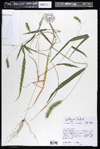 Setaria verticillata image