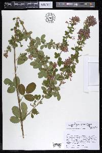 Lespedeza thunbergii image