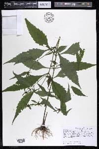 Bidens connata image