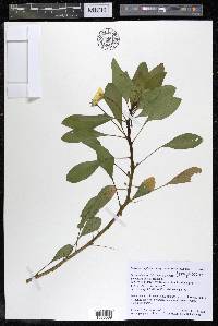 Ludwigia peploides image