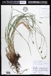 Carex molesta image