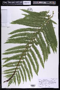Matteuccia struthiopteris image