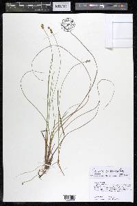 Carex echinata image