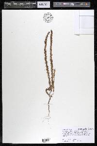 Veronica dillenii image