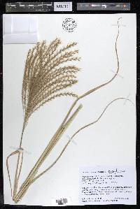 Miscanthus sinensis image