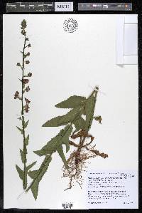 Verbascum blattaria image