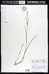 Juncus alpinoarticulatus image