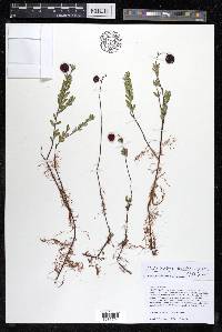 Vaccinium macrocarpon image