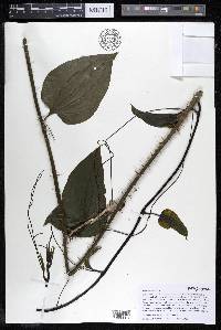 Smilax tamnoides image