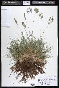 Festuca trachyphylla image