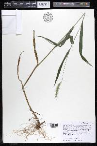 Elymus villosus image