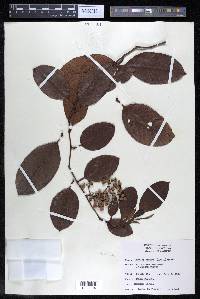 Davilla aspera image