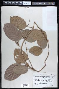 Davilla aspera image