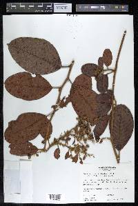 Davilla aspera image
