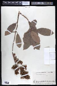 Tetracera parviflora image