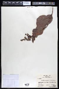 Davilla aspera image