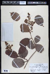 Davilla aspera image