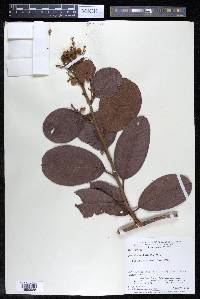 Davilla kunthii image
