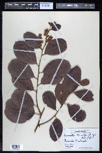 Davilla kunthii image