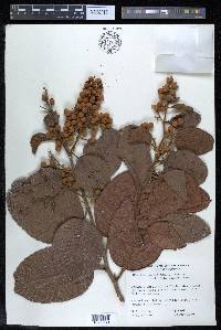 Davilla aspera image