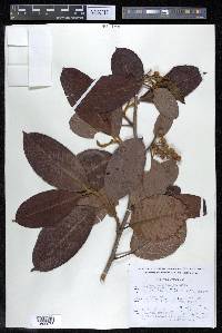 Davilla kunthii image