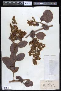 Davilla kunthii image