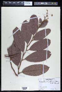 Davilla kunthii image
