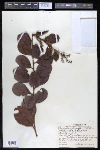 Davilla kunthii image