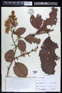 Davilla kunthii image