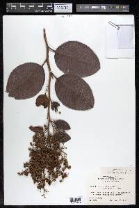 Davilla aspera image