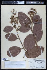 Davilla kunthii image